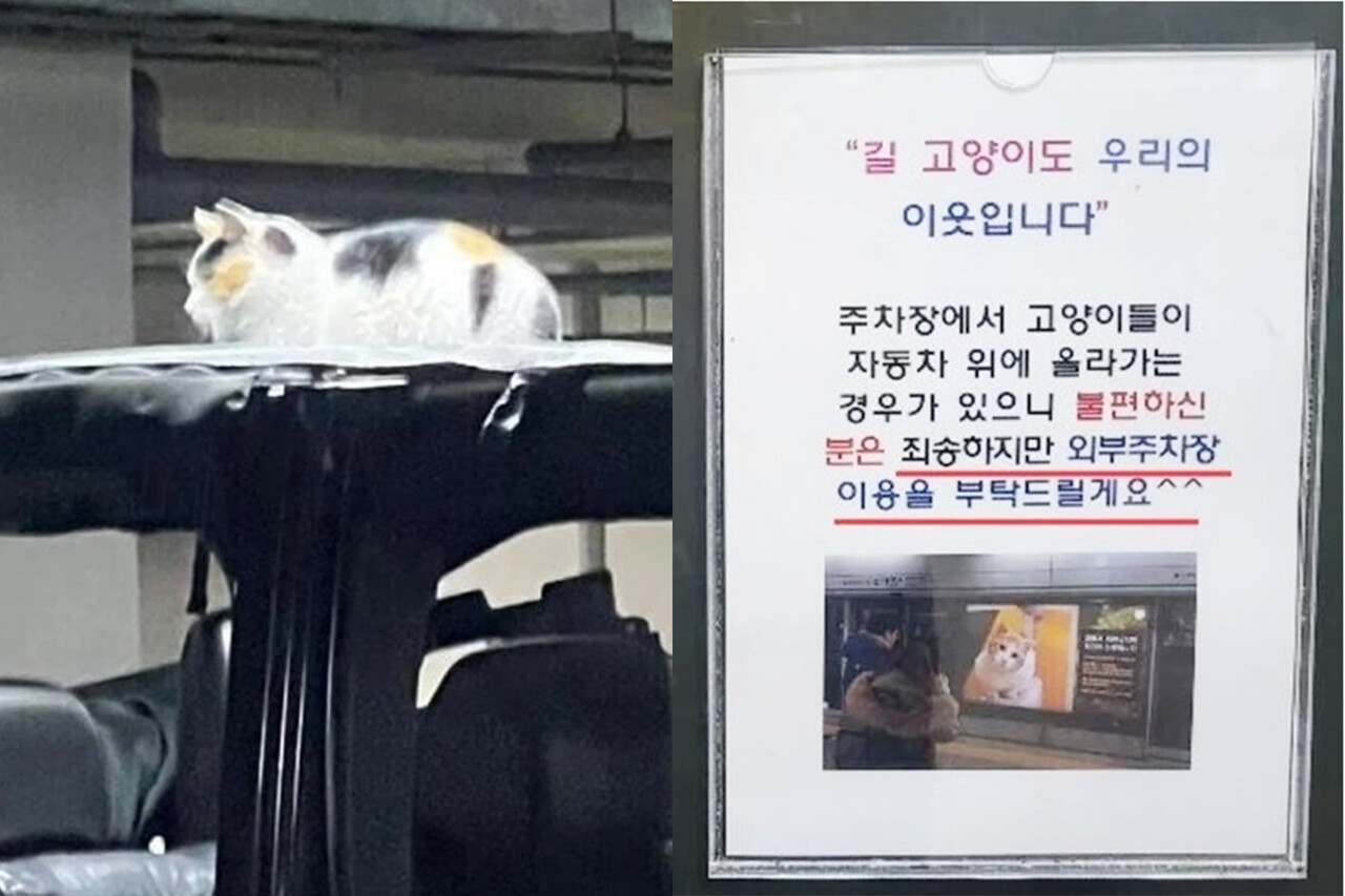 “캣맘 집도 길냥이를 위해 양보하면 어떨까?