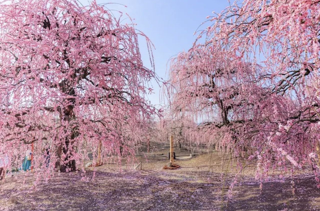 ▲일본 교토의 벚꽃 (사진=일본정부관광국 공식 사이트)