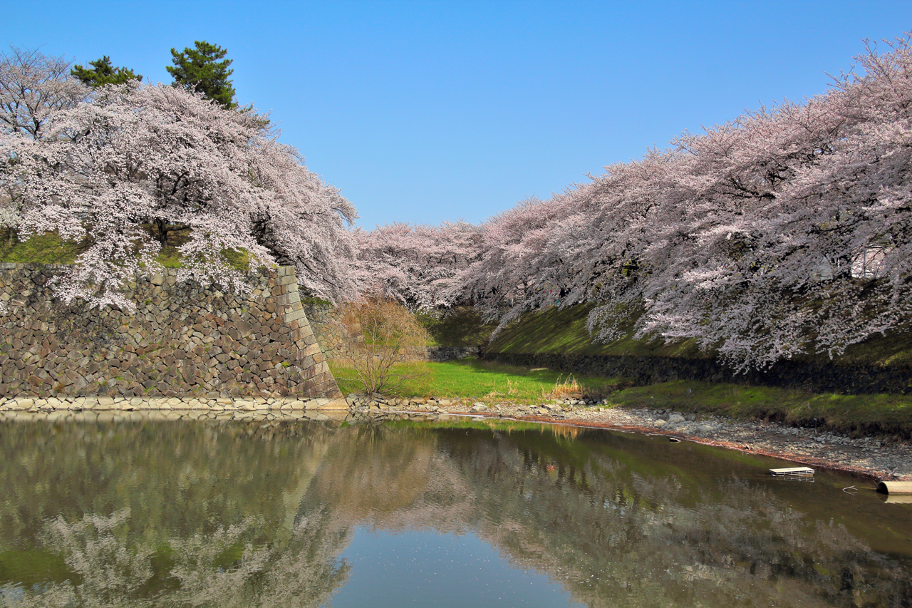 ▲일본 '나고야 성' 벚꽃 (사진=일본정부관광국 공식 사이트)