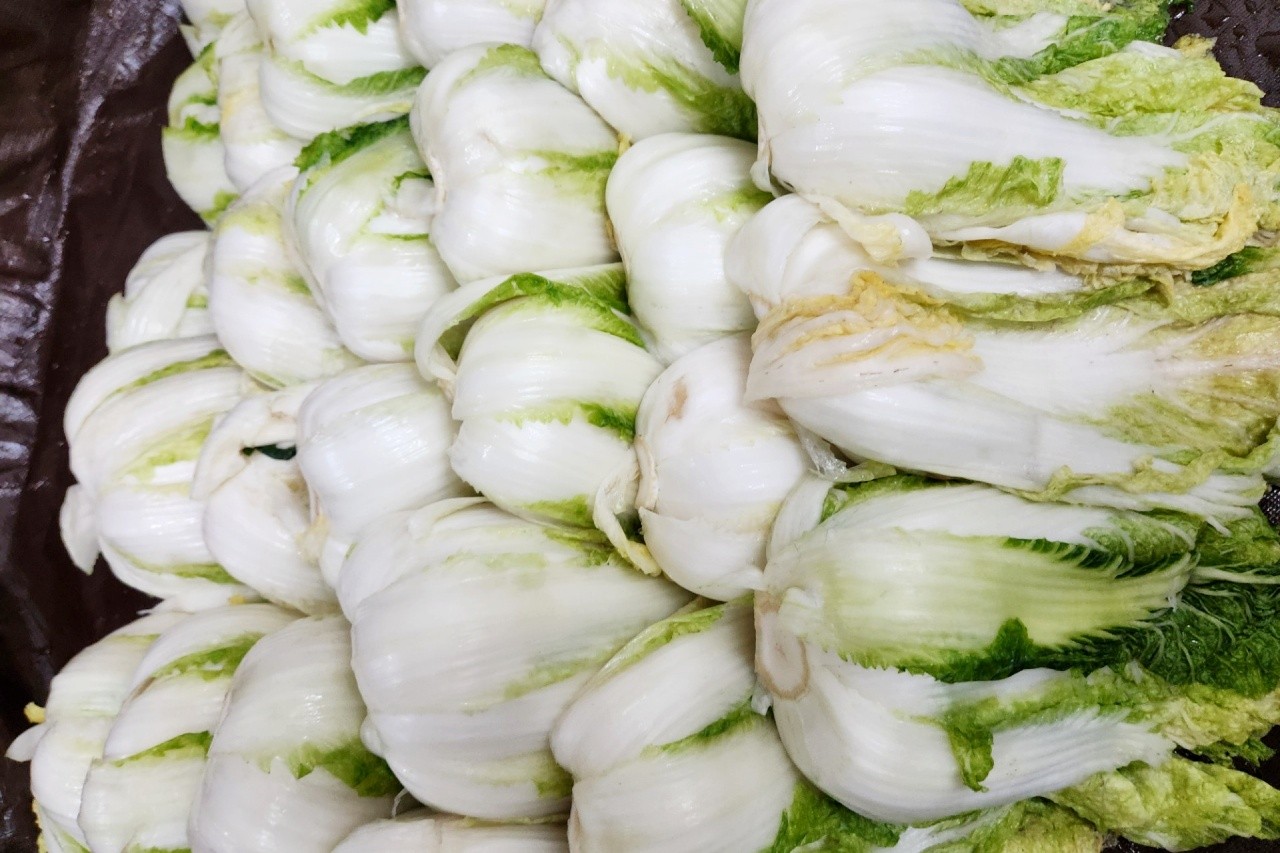 김장용 절임 배추 /사진=온라인 커뮤니티