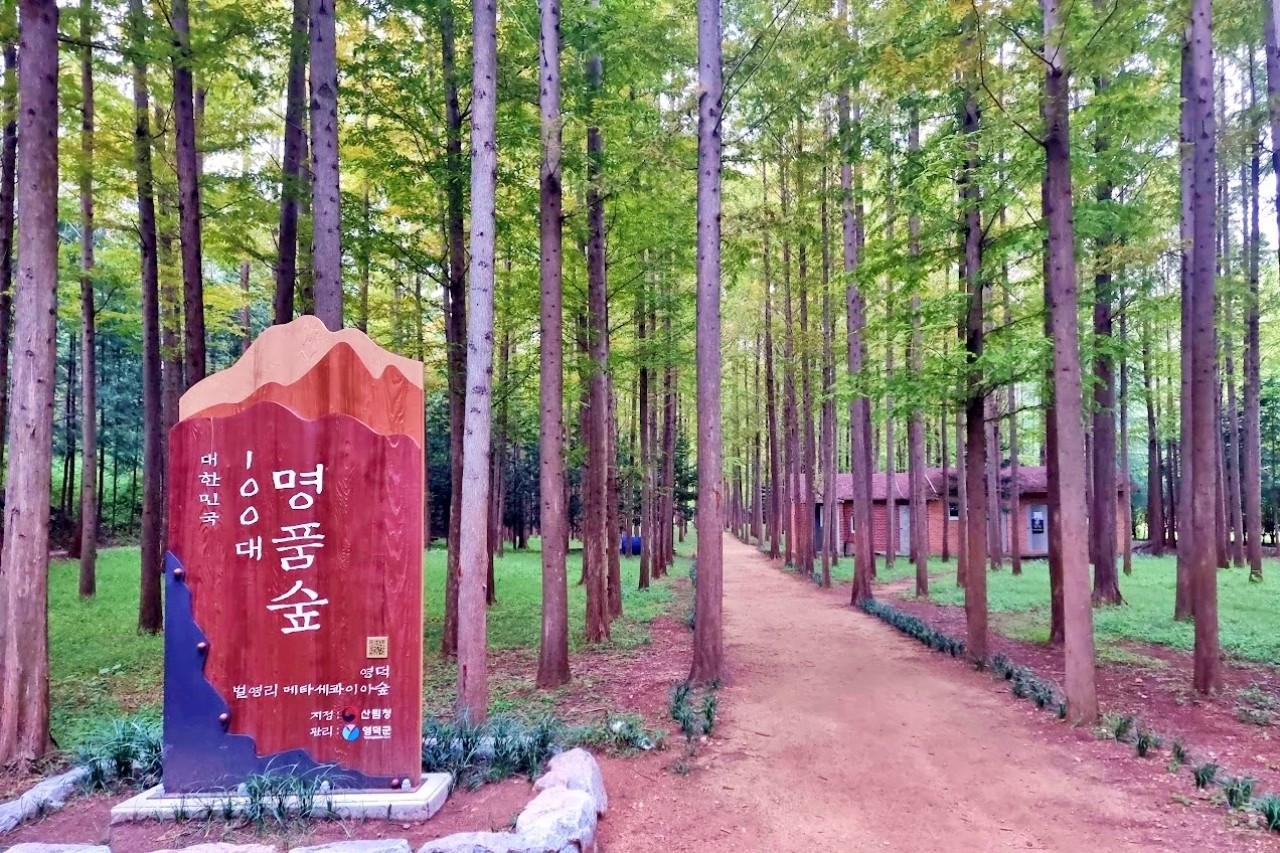 영덕군 벌영리 숲 /사진=코레일관광개발