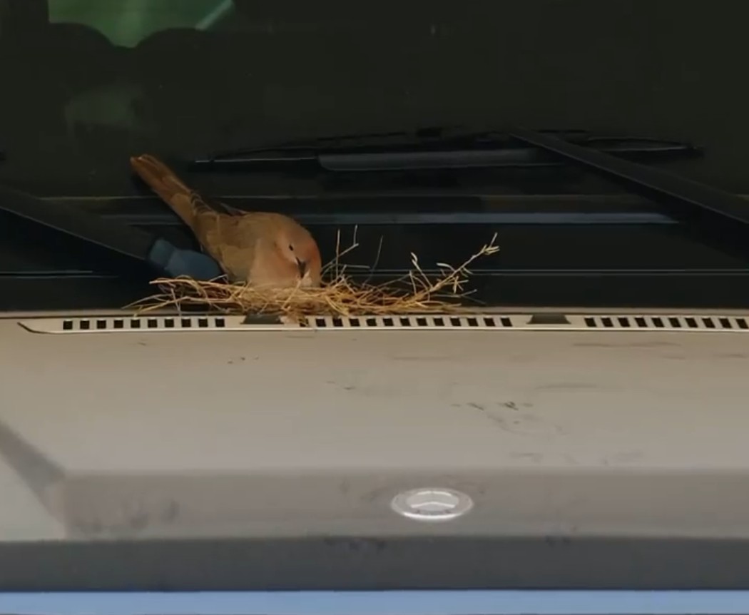 함단 왕세자의 차에 둥지를 튼 새 /사진=faz3 인스타그램