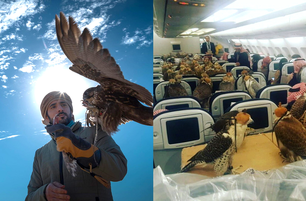 '만수르 처남'의 매 인증샷과 비행기를 점령한 매 80마리 /사진=함단 왕세자 인스타그램, 비지니스 인사이더