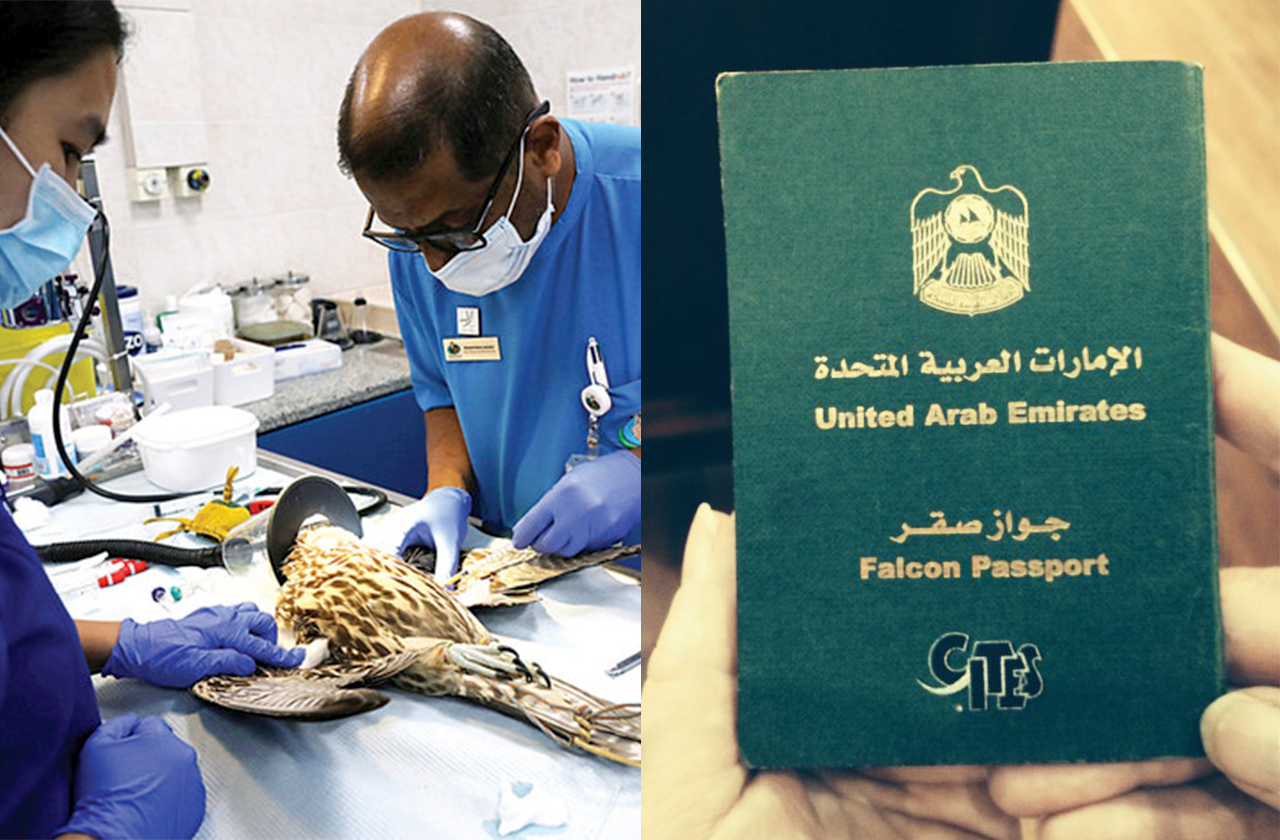 아랍에미리트 아부다비의 매 종합병원과 매 여권 사진 /사진=Abu Dhabi Falcon Hospital