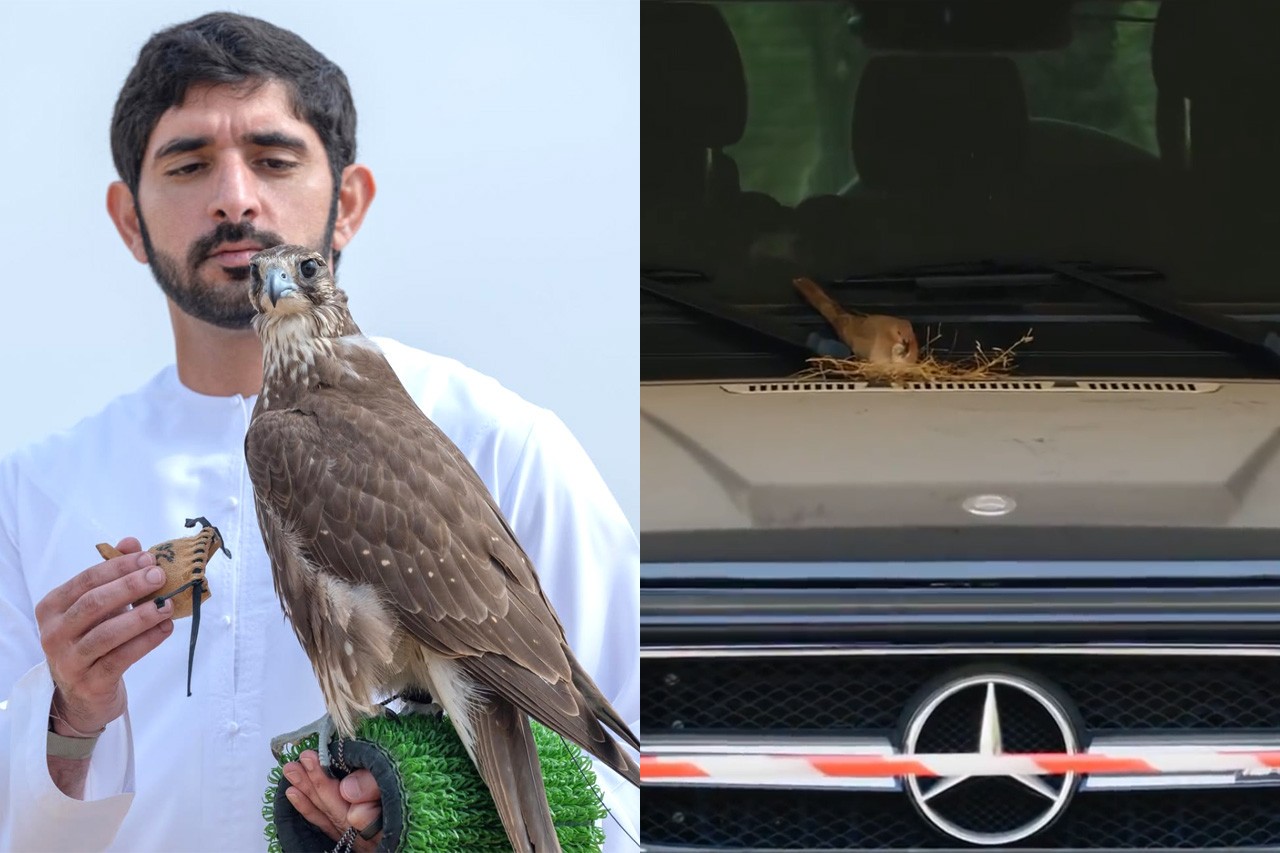 생명의 탄생을 아름답게 지키고 담아낸 함단 왕세자 /사진=개인 SNS