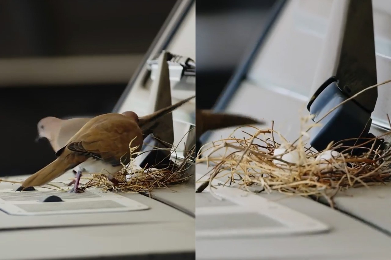 생명의 탄생을 아름답게 지키고 담아낸 함단 왕세자 /사진=개인 SNS