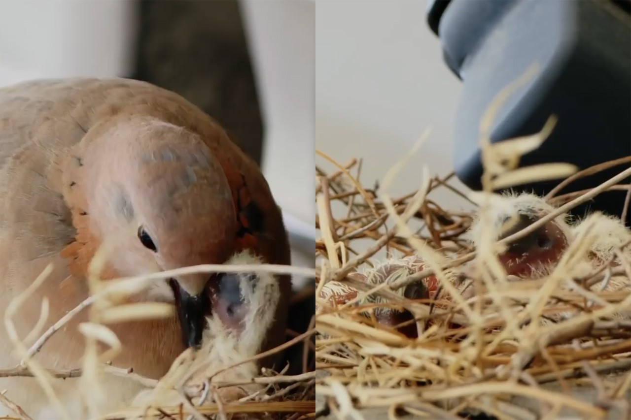 생명의 탄생을 아름답게 지키고 담아낸 함단 왕세자 /사진=개인 SNS