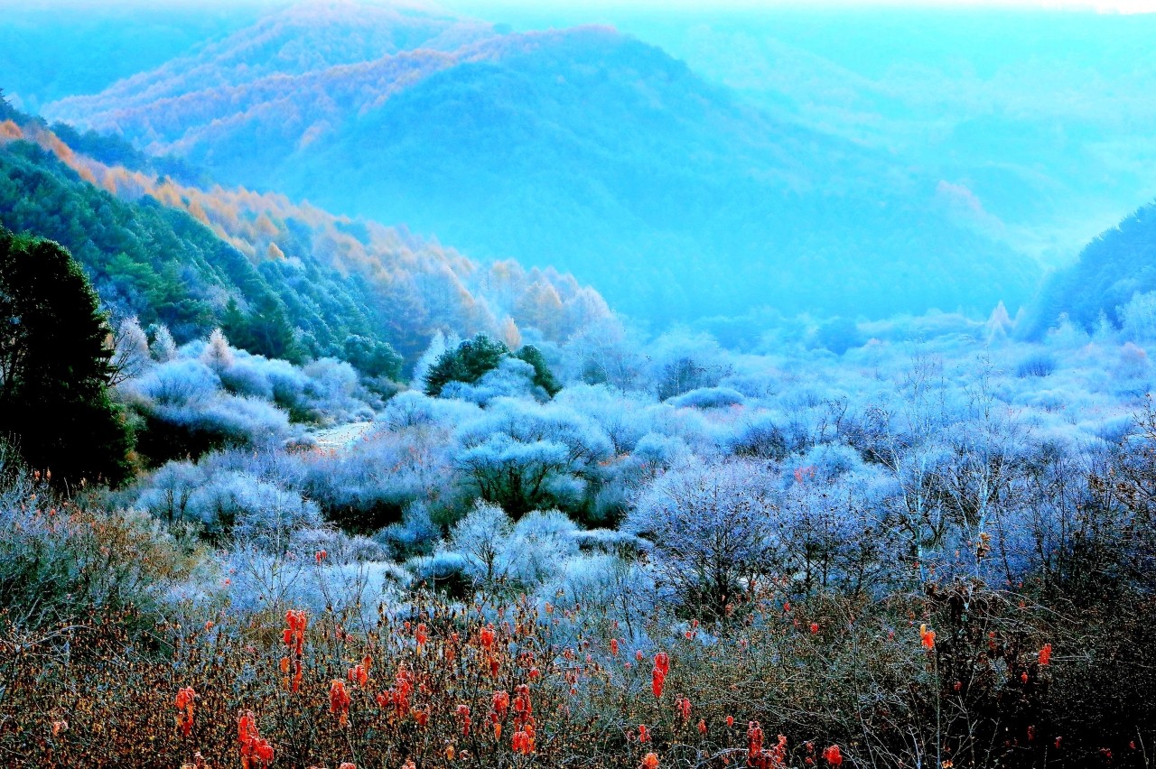 서리 내린 인제군 비밀의 정원 /사진=연합뉴스