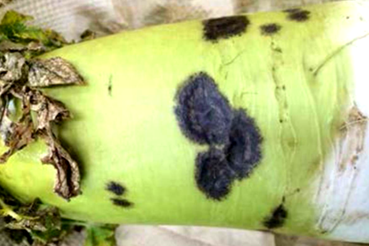 탄저균에 감연된 무 /사진=한국과학기술정보연구원