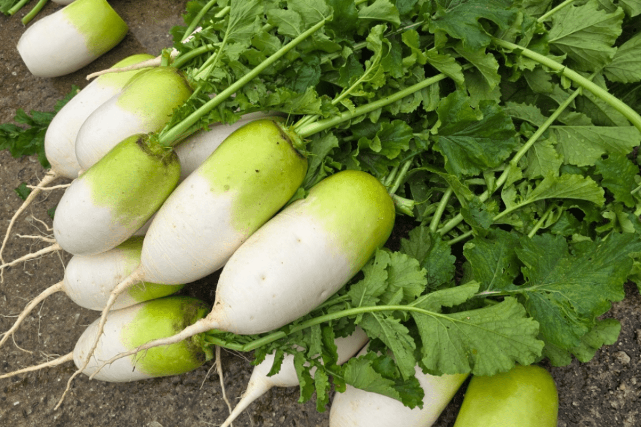 무 /사진=온라인 커뮤니티