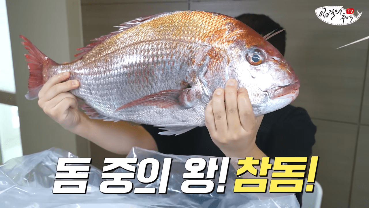 참돔 /사진=유튜브 '입질의추억TV jiminTV'