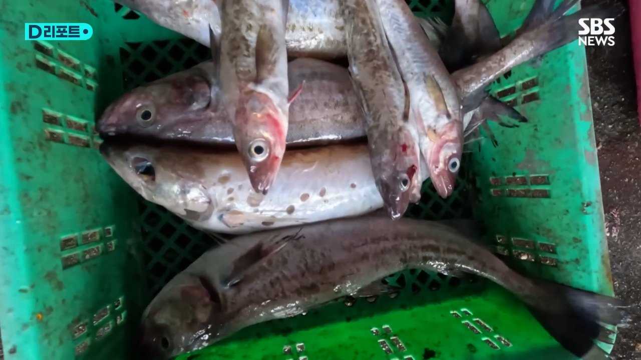 명태 /사진=유튜브 'SBS 뉴스'
