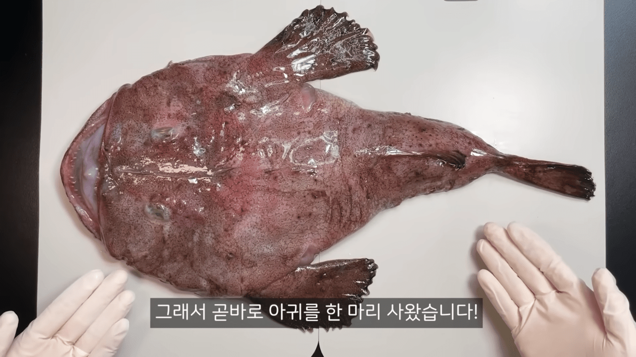 아귀 /사진=유튜브 '수상한생선 Life Science'