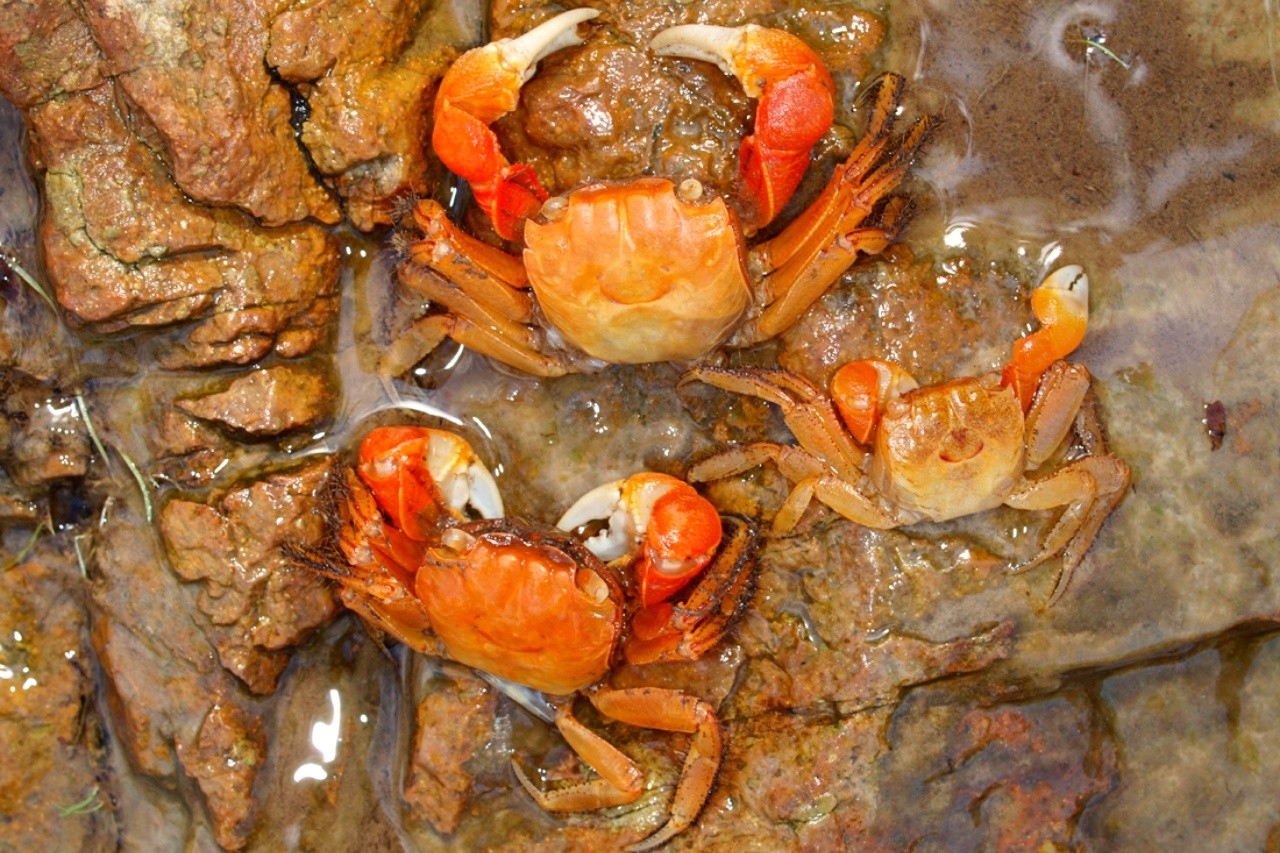 붉은발말똥게 /사진=국립생물자원관