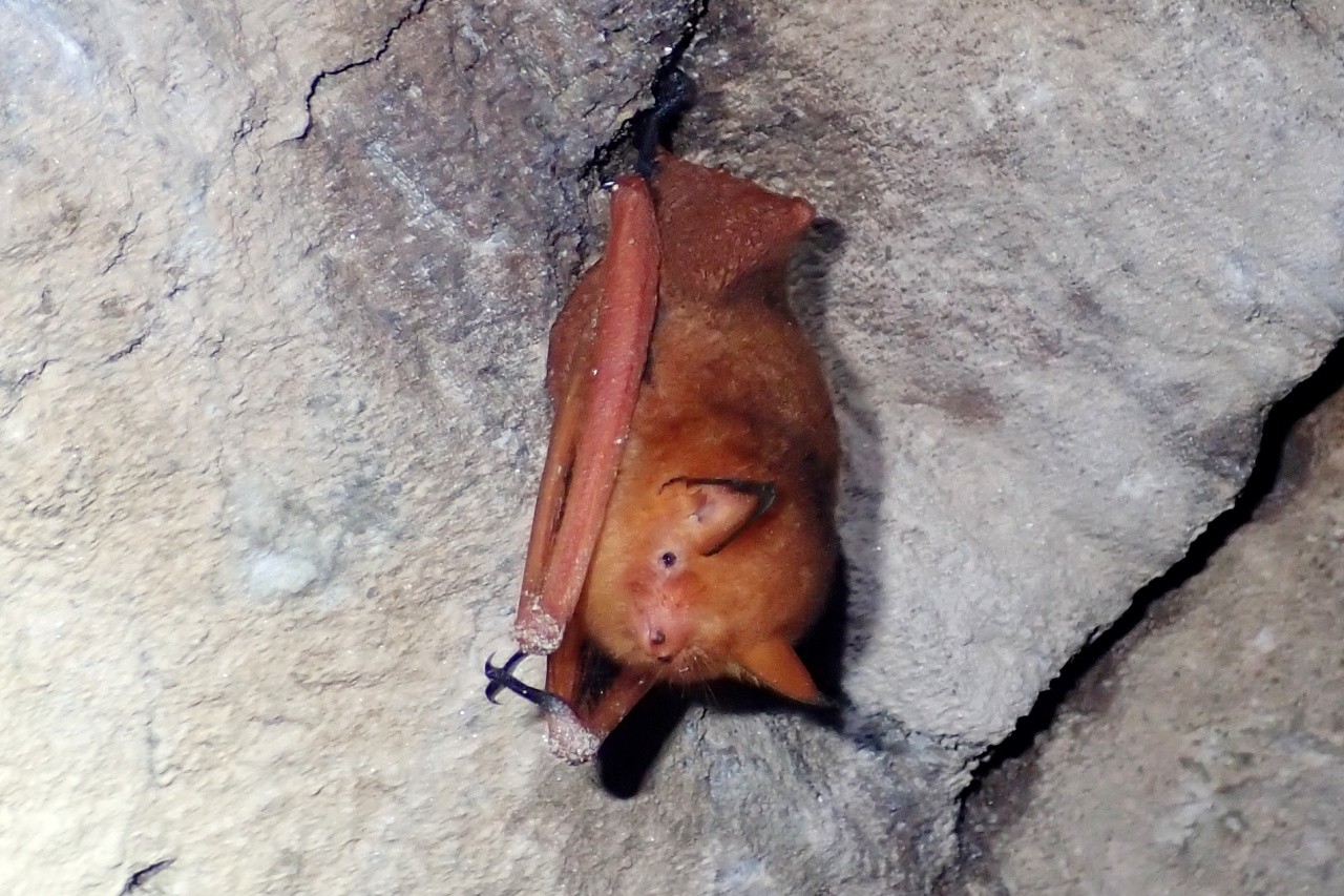 붉은박쥐 /사진=대구지방환경청