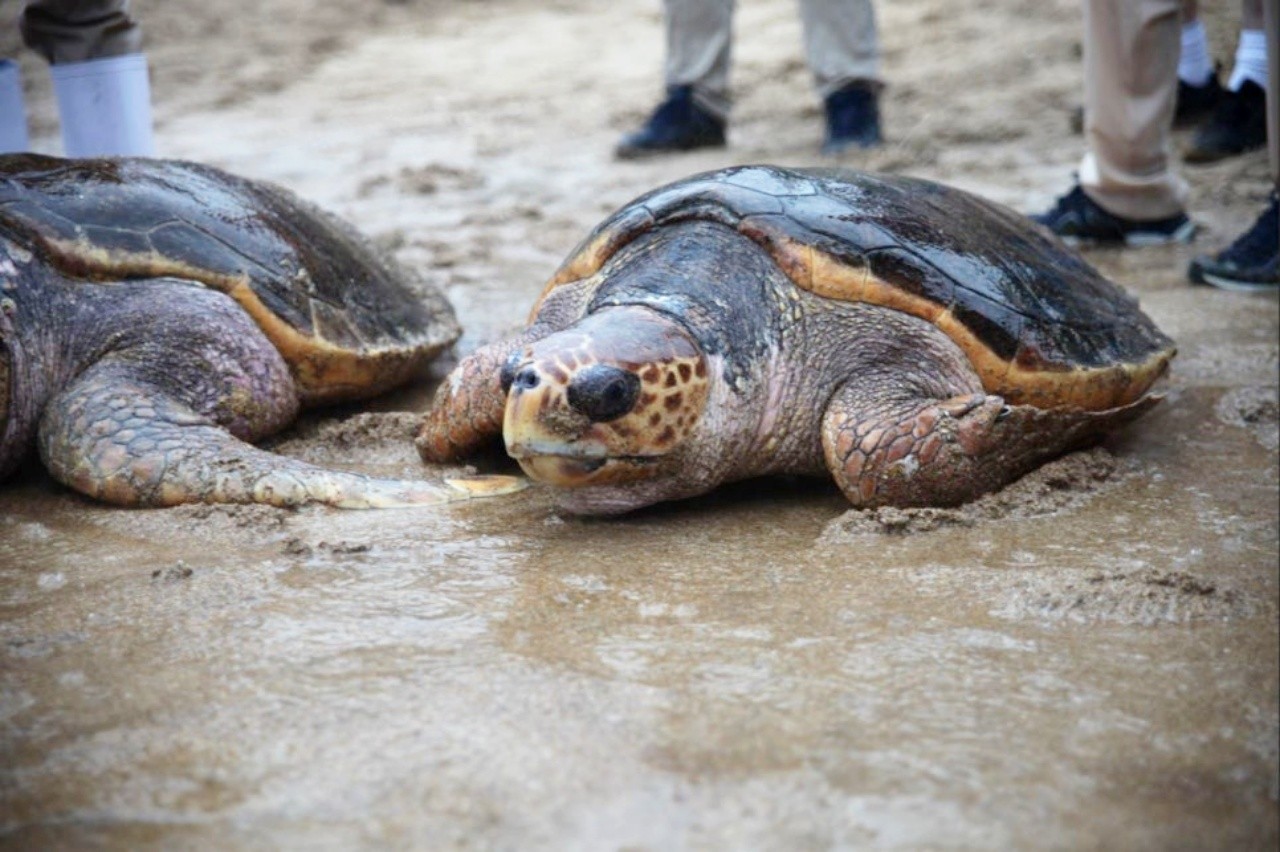 붉은바다거북 /사진=아쿠아플라넷 여수